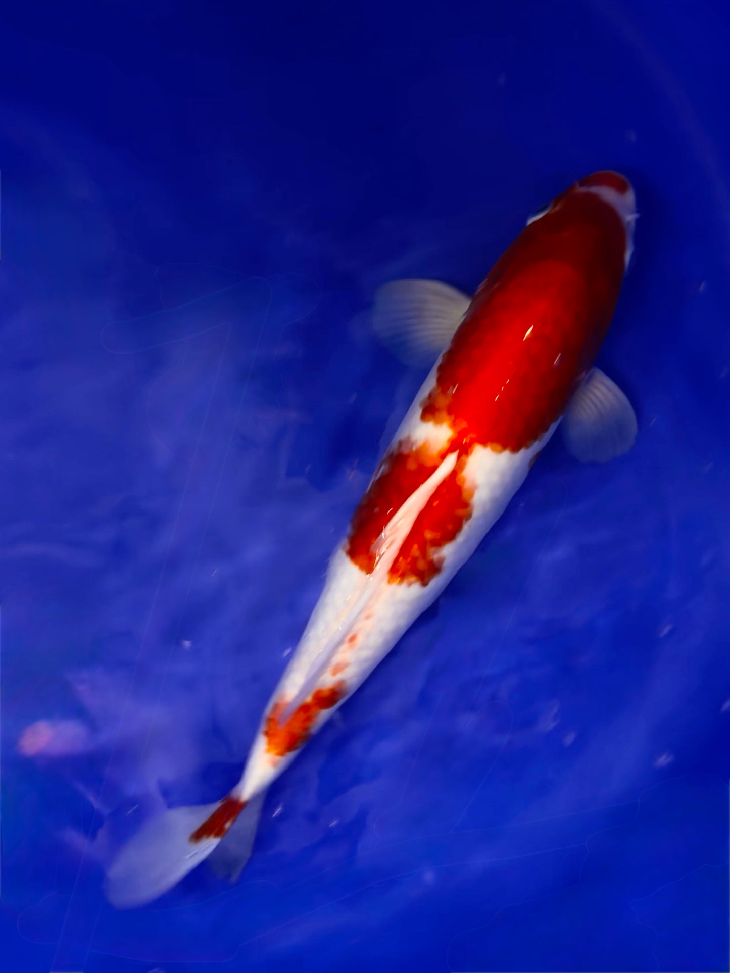 Gin Rin Kohaku 35cm