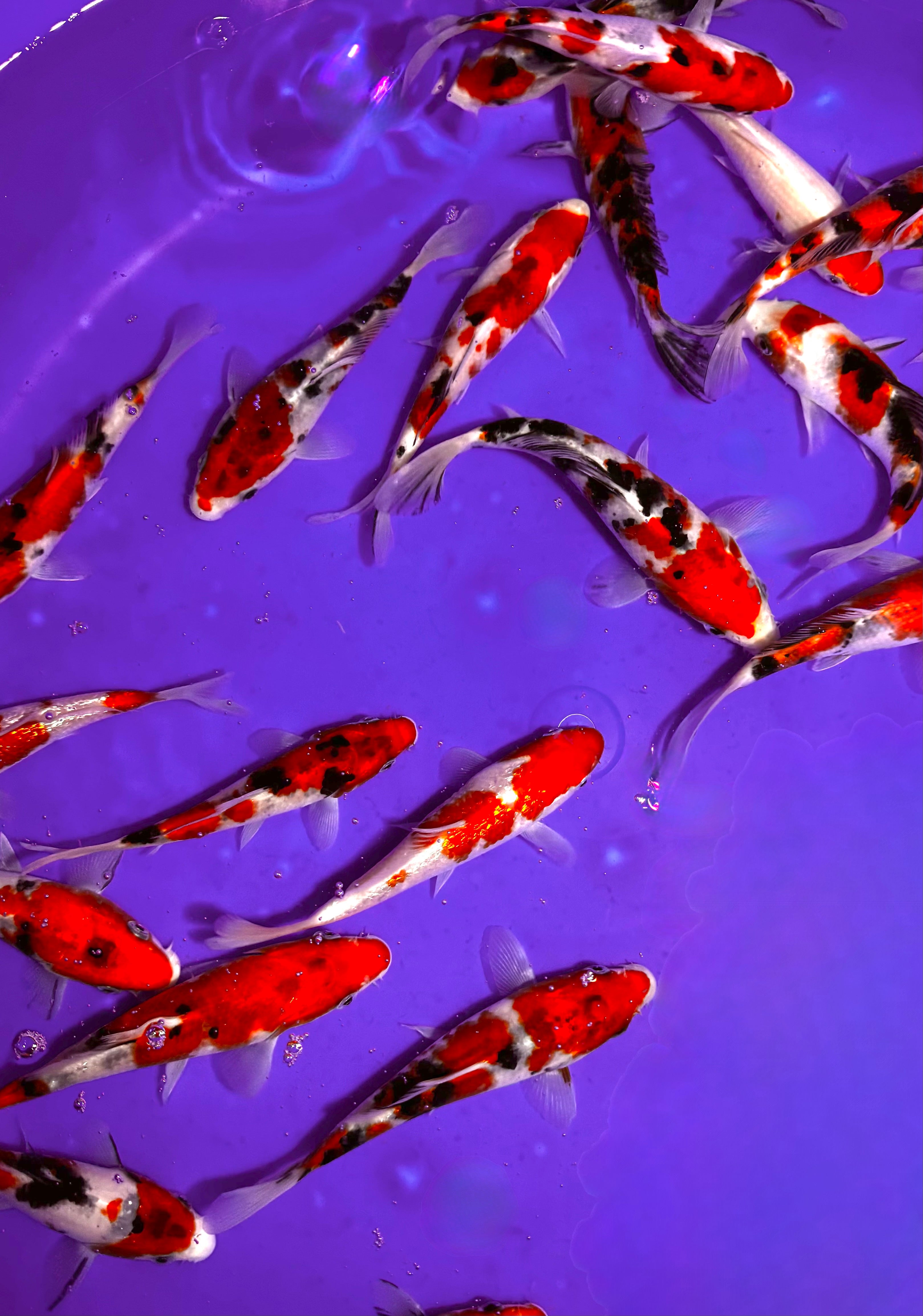 5 Koi Japanese Selection Box