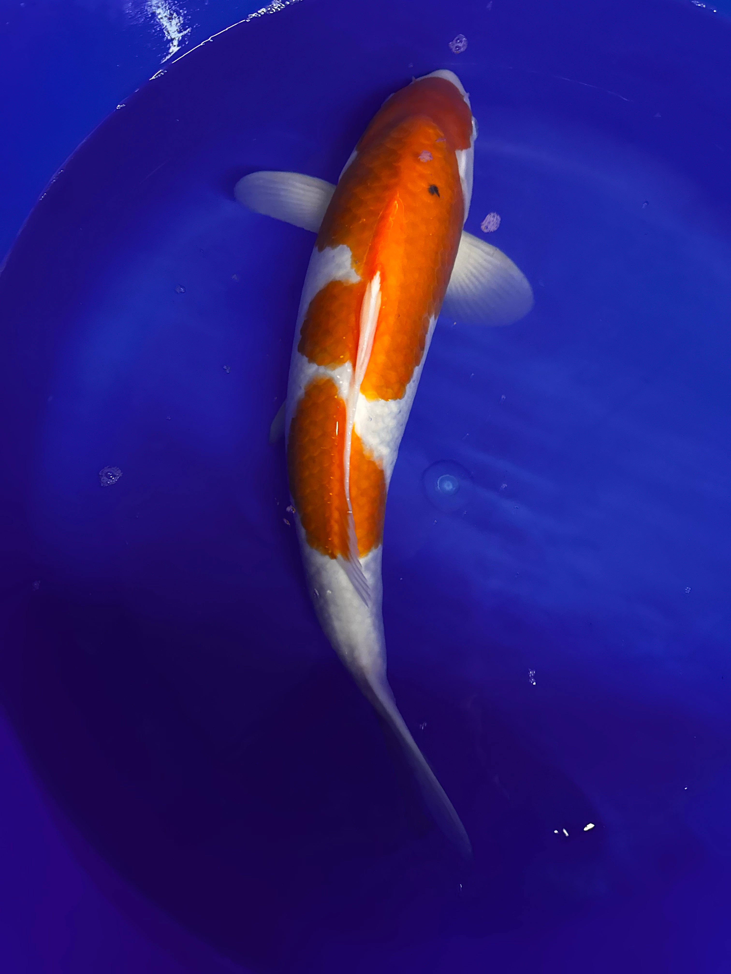 Japanese Matsue Kohaku 45-50cm