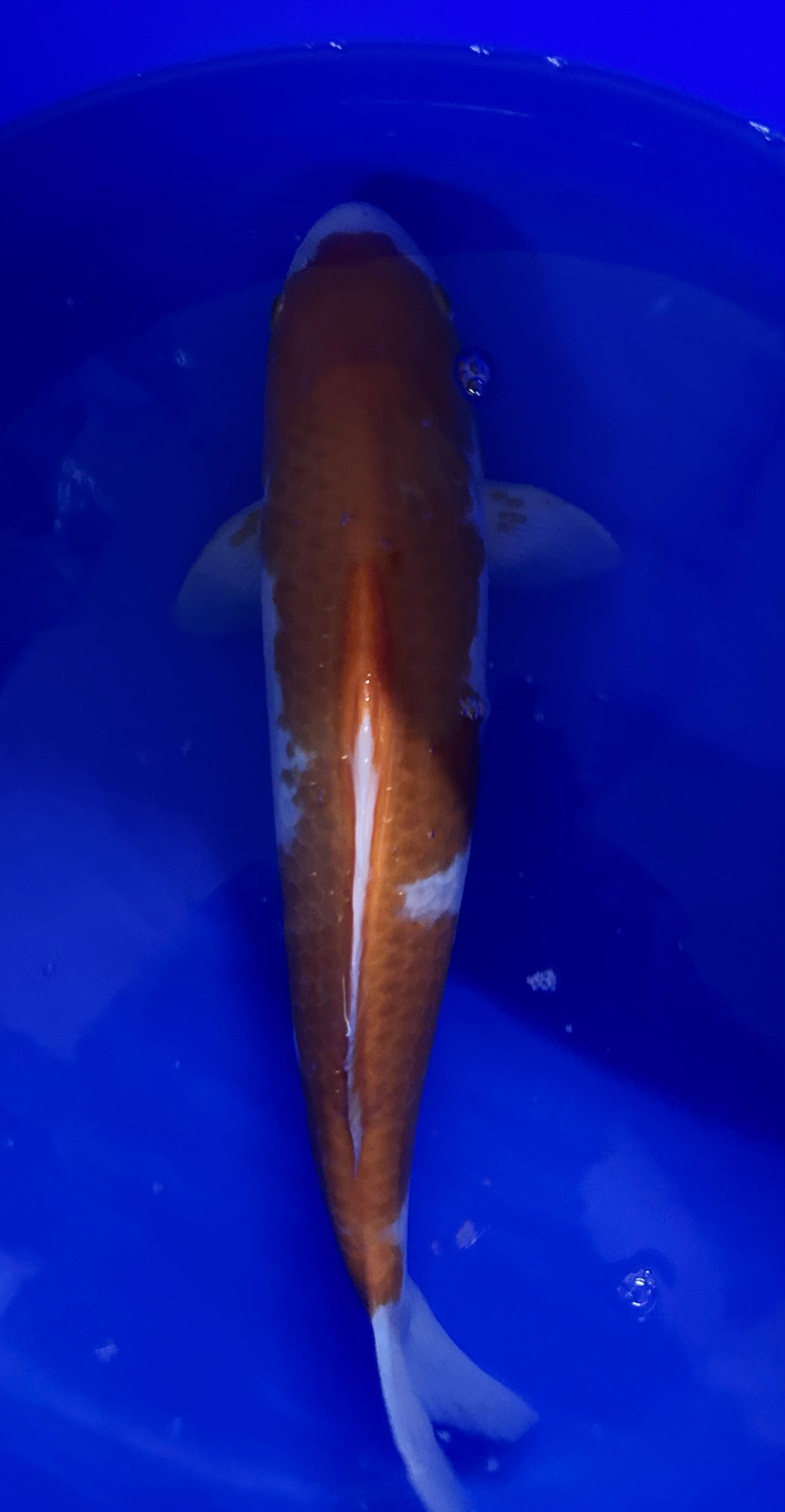 Matsue Kohaku 40cm