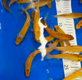 4-5” (10-12cm) Golden Tench