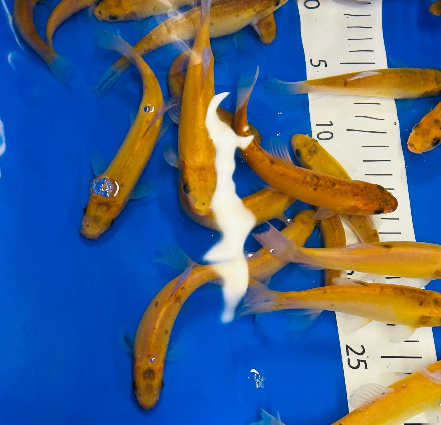 4-5” (10-12cm) Golden Tench