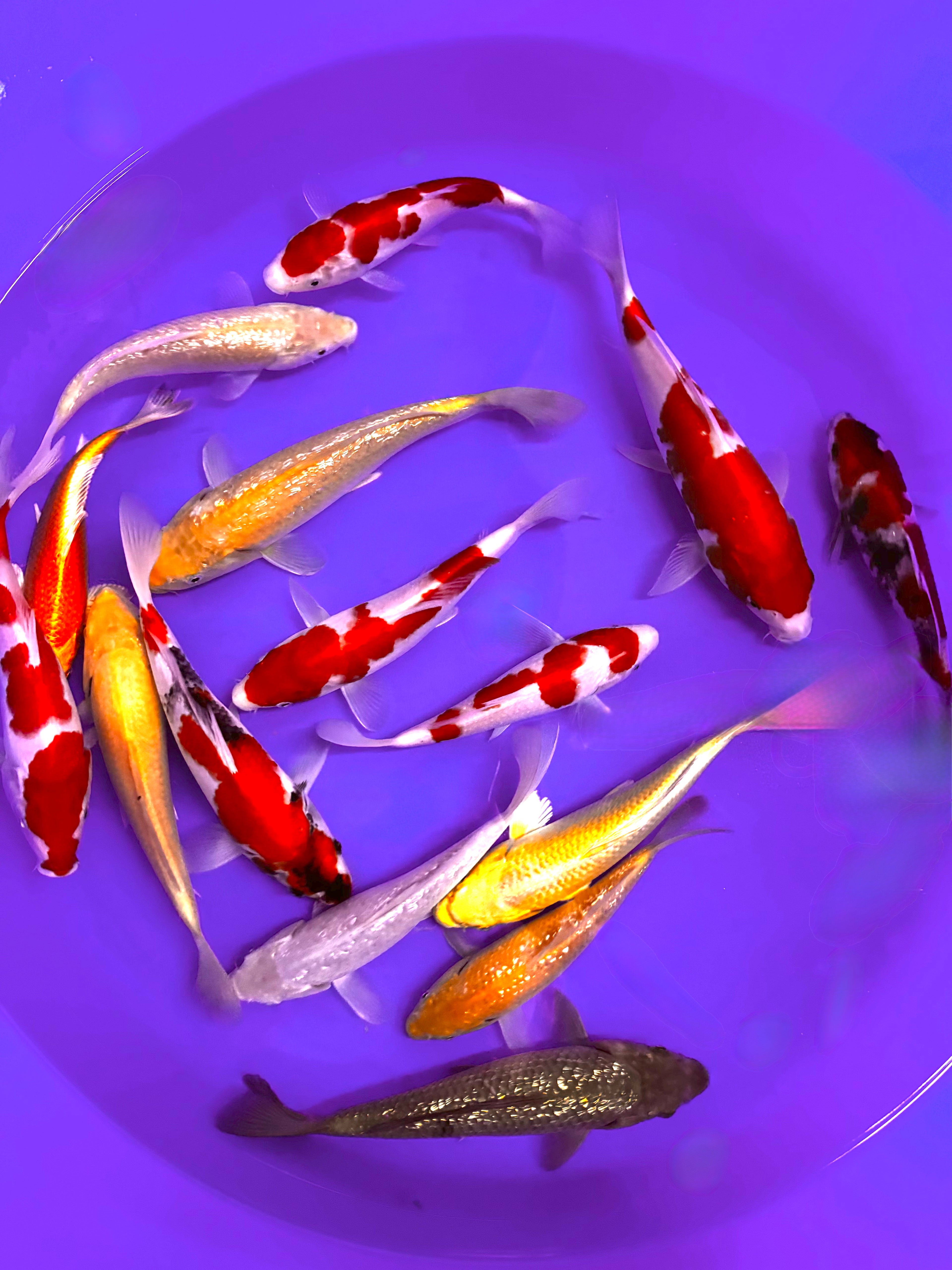 Japanese Koi 8-10in
