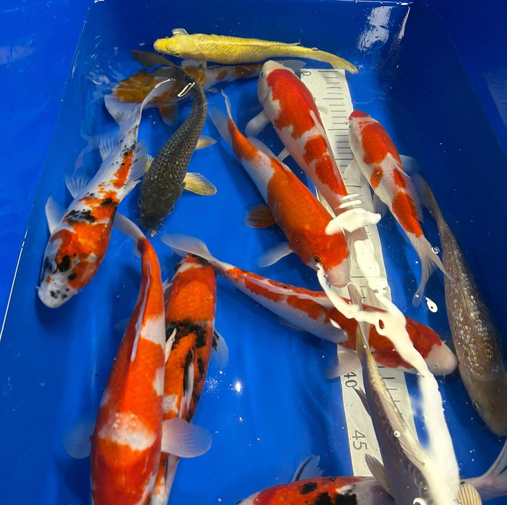 10-12” (25-30cm) Japanese koi