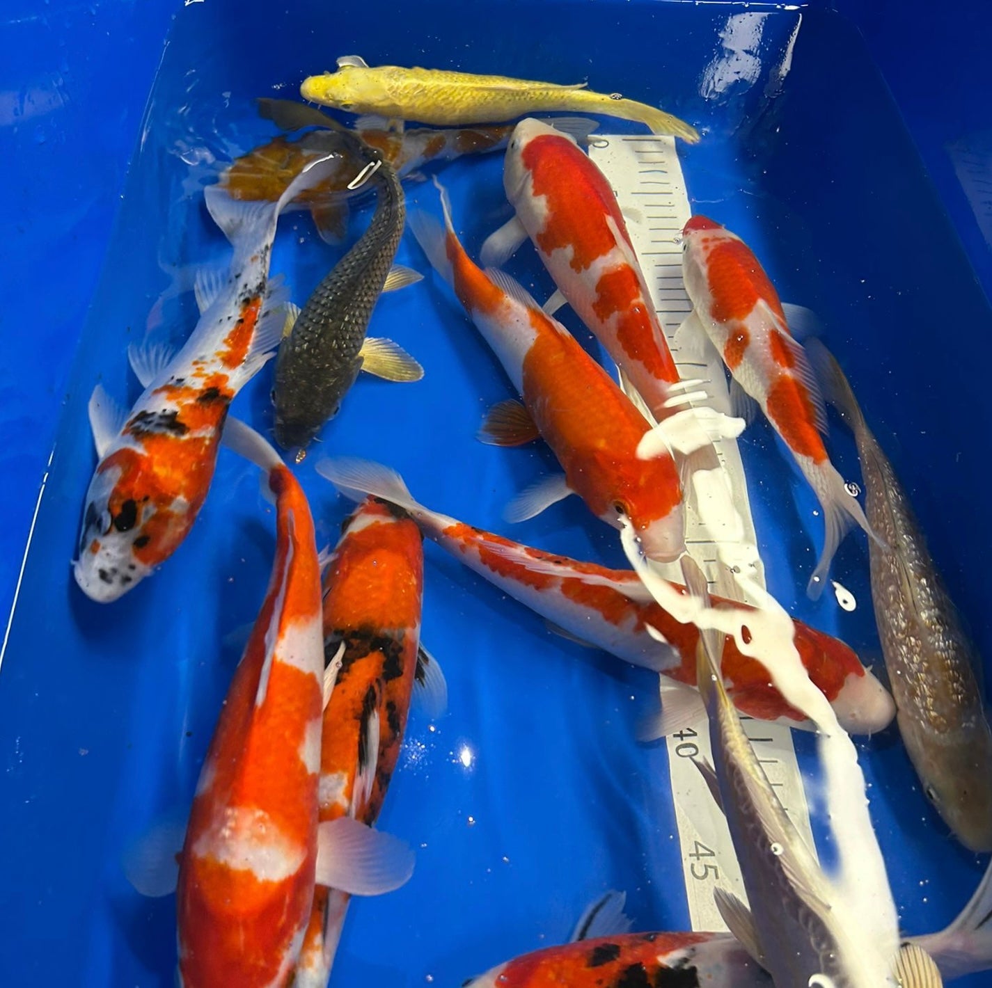 10-12” (25-30cm) Japanese koi