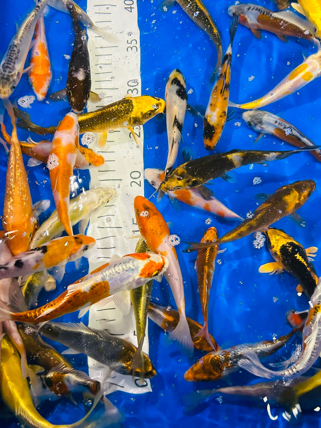 5-6” Koi