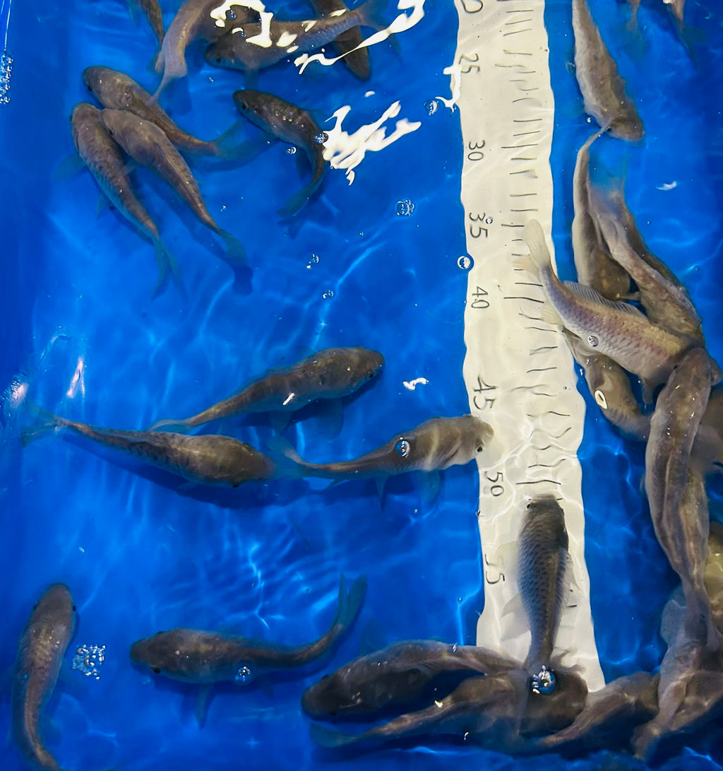 4-5” (10-12cm) Mirror/Common Carp