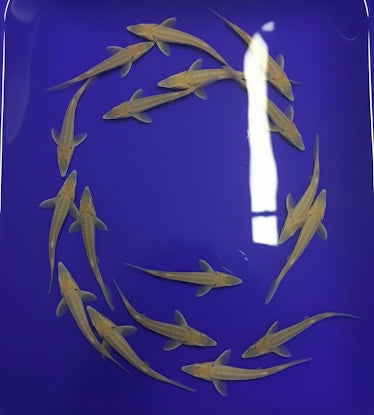 Albino Sterlet 5-6”