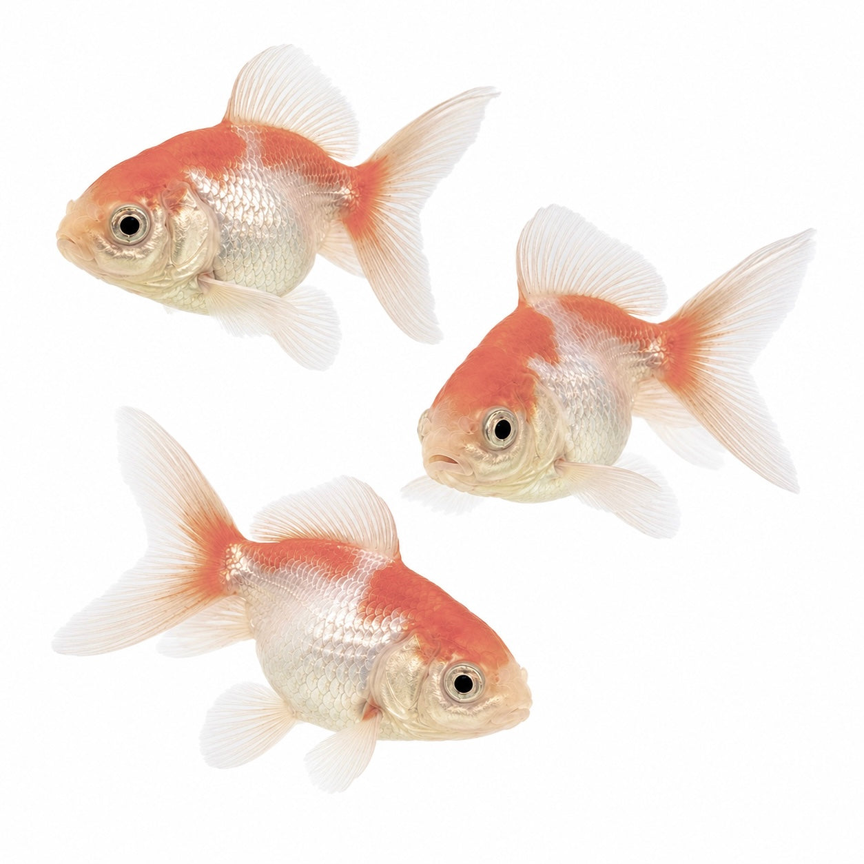 Red & White Oranda