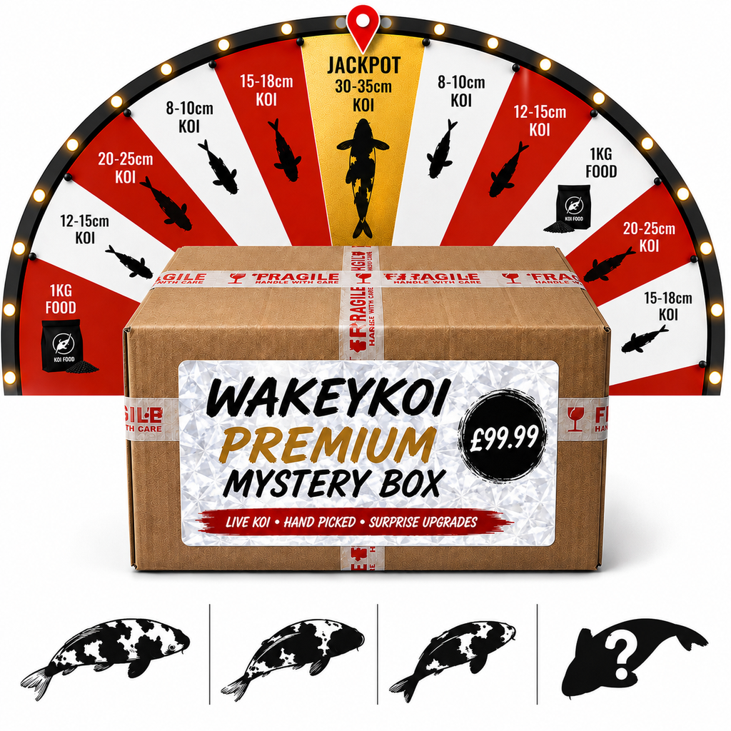 Selected Grade Japanese Koi Mystery Box! + WIN EVERY-TIME MYSTERY WHEEL SPIN