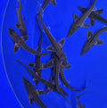 5-6” Longnose sturgeon