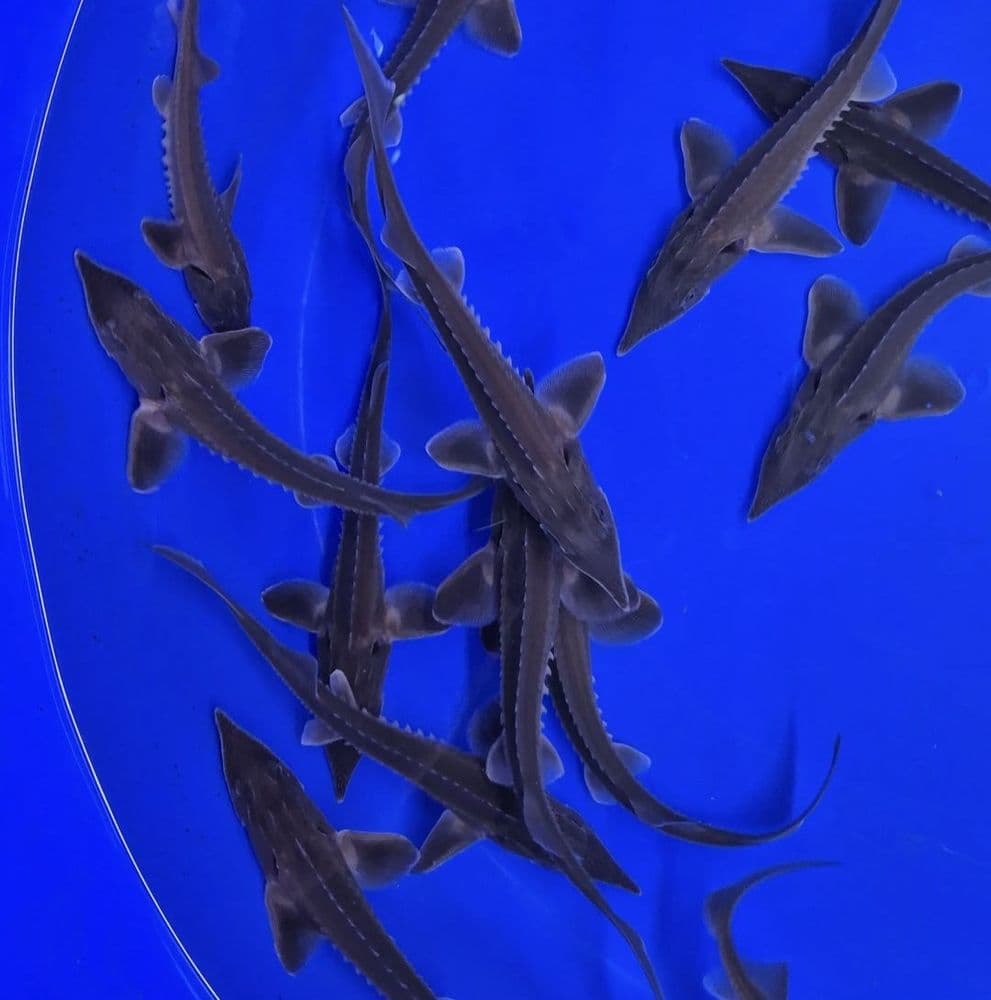 5-6” Longnose sturgeon