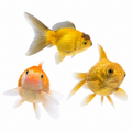Pearl Scale Goldfish