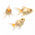 White Oranda Goldfish