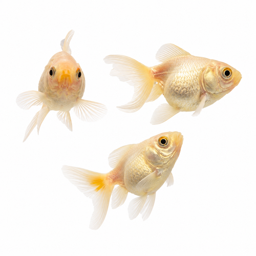 Fancy Goldfish