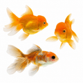 Assorted Oranda