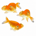 Bubble Eye Goldfish