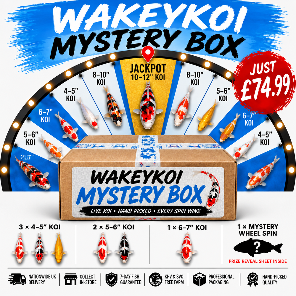 WakeyKoi Mystery Box