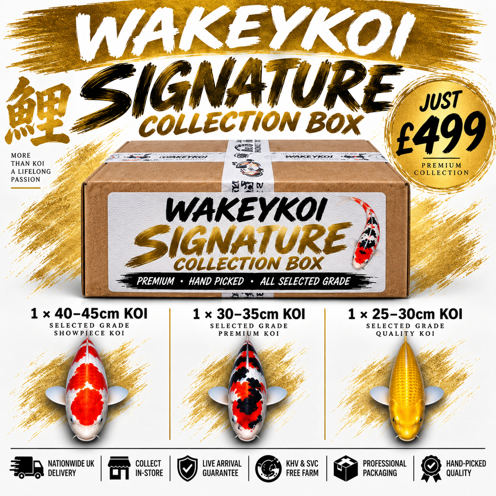 WakeyKoi Signature Collection Box