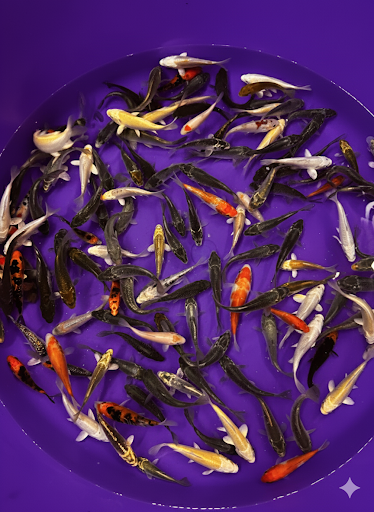 Value Koi 3-4”