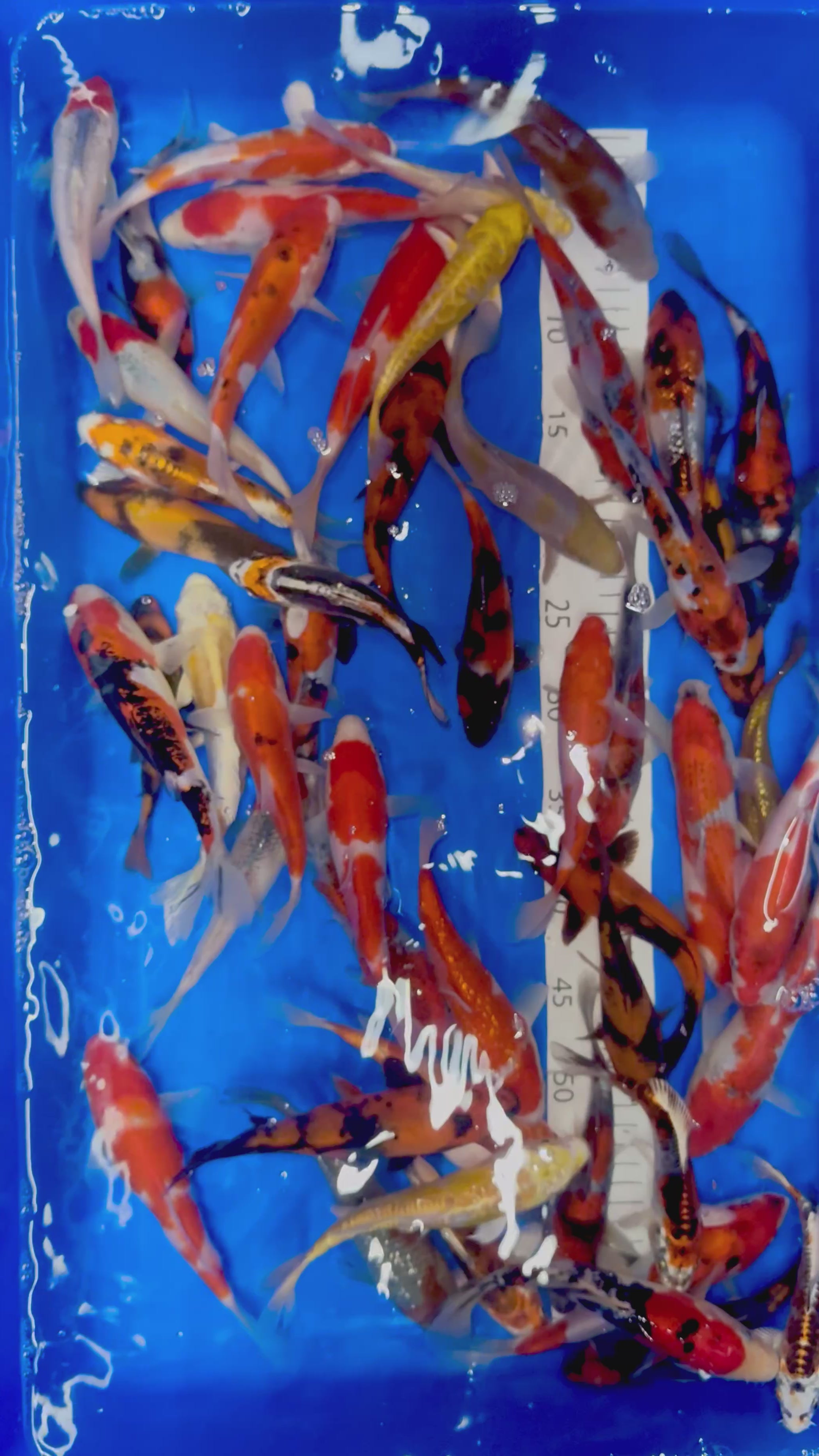 3 Selected Japanese Koi (Up To 20cm) GUARANTEED + Chance Of £570 Value