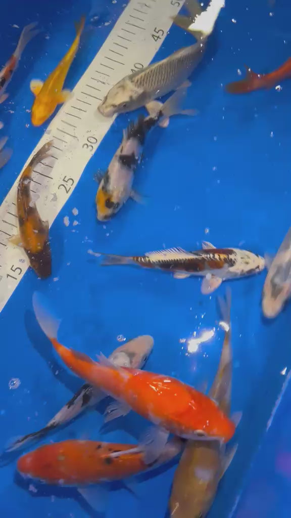 5-6” (12-15cm) Japanese Koi