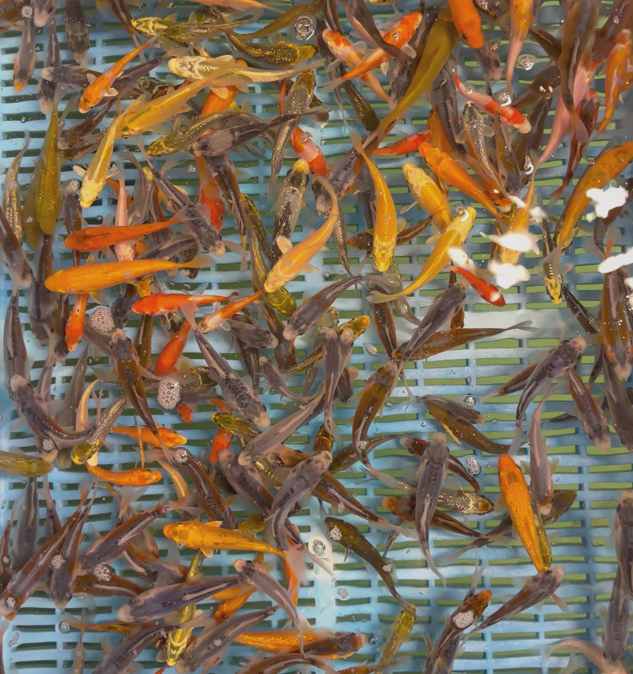 3-4” Koi