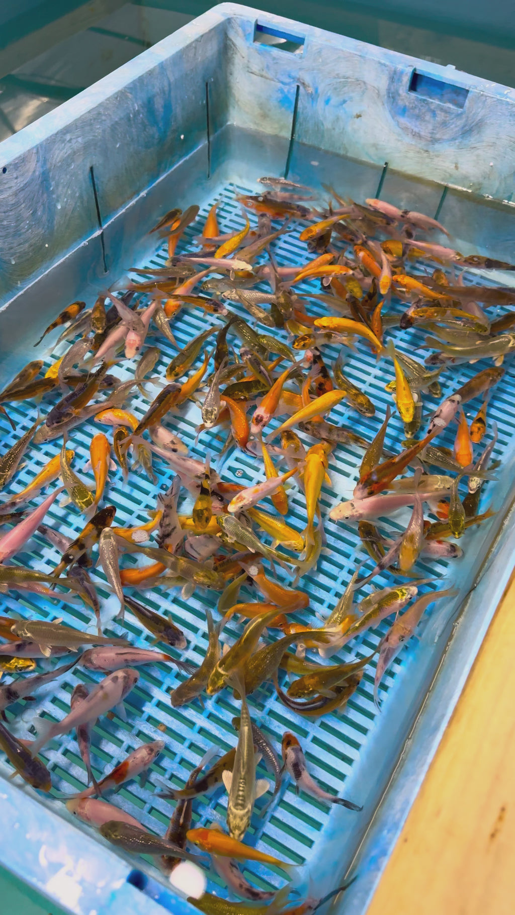 Wakeykoi Grow on Box + Rapid Growth Food