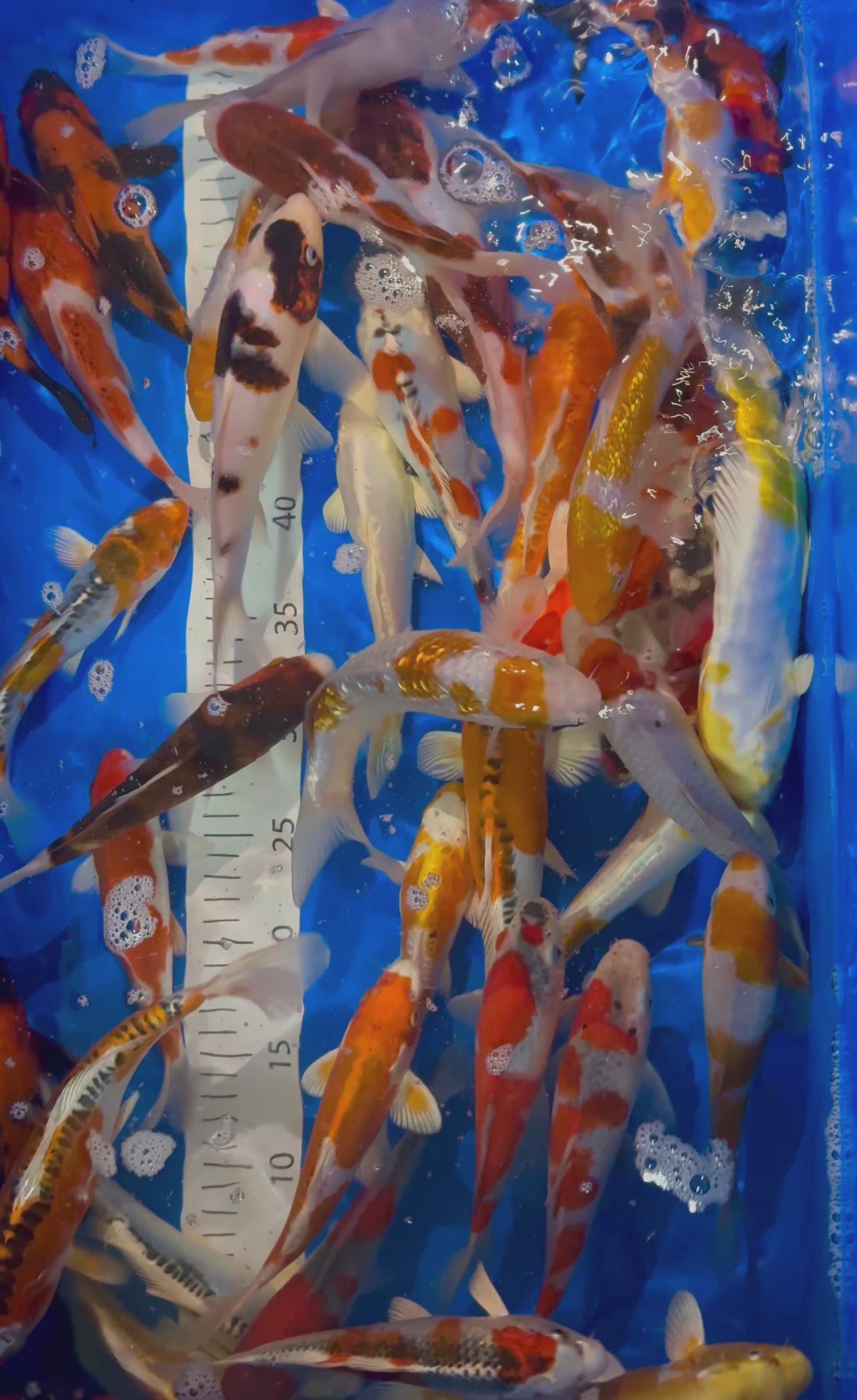 16-20CM HQ FUKASAWA MIX (AVAILABLE 4TH APRIL)