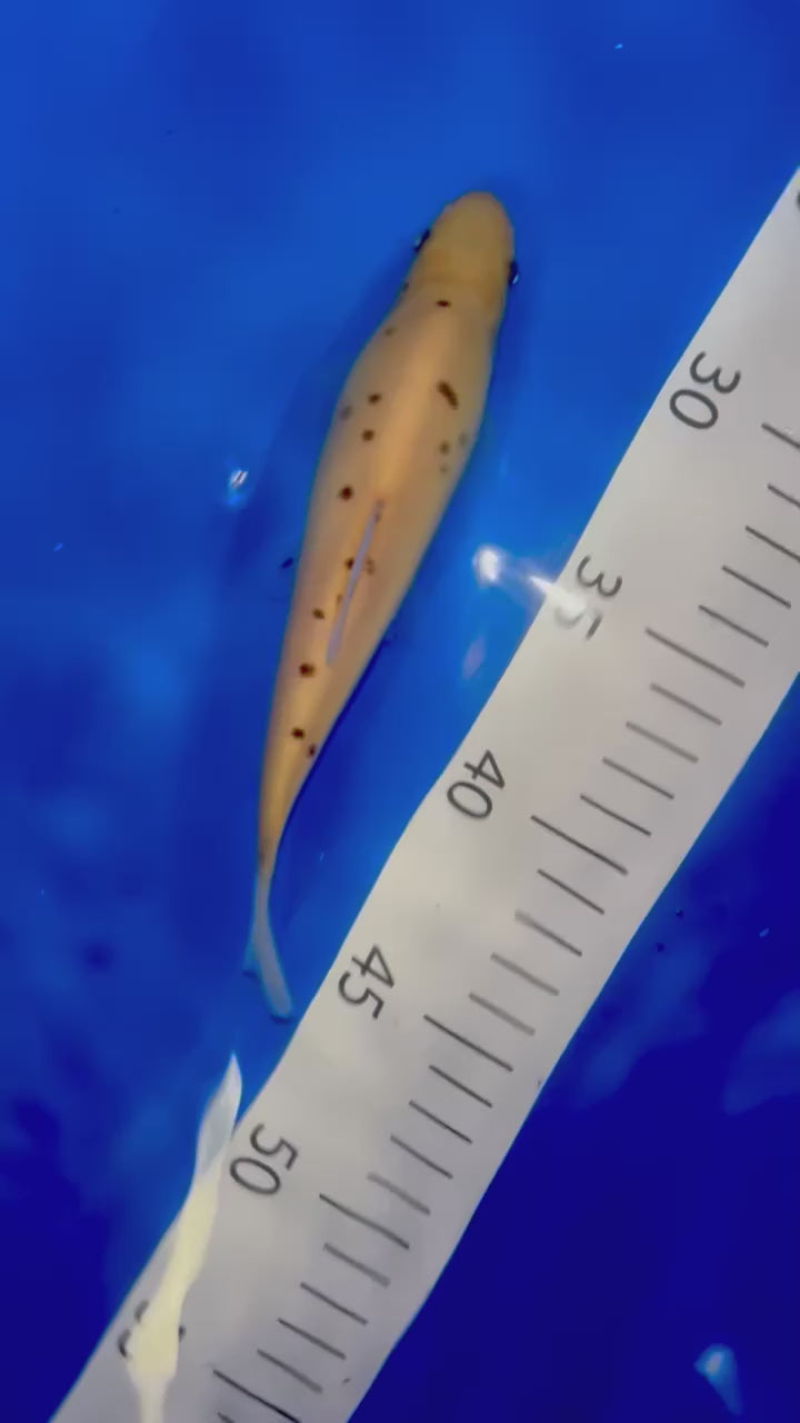 5-6” Golden Tench (fish in video for general idea, pattern will vary)