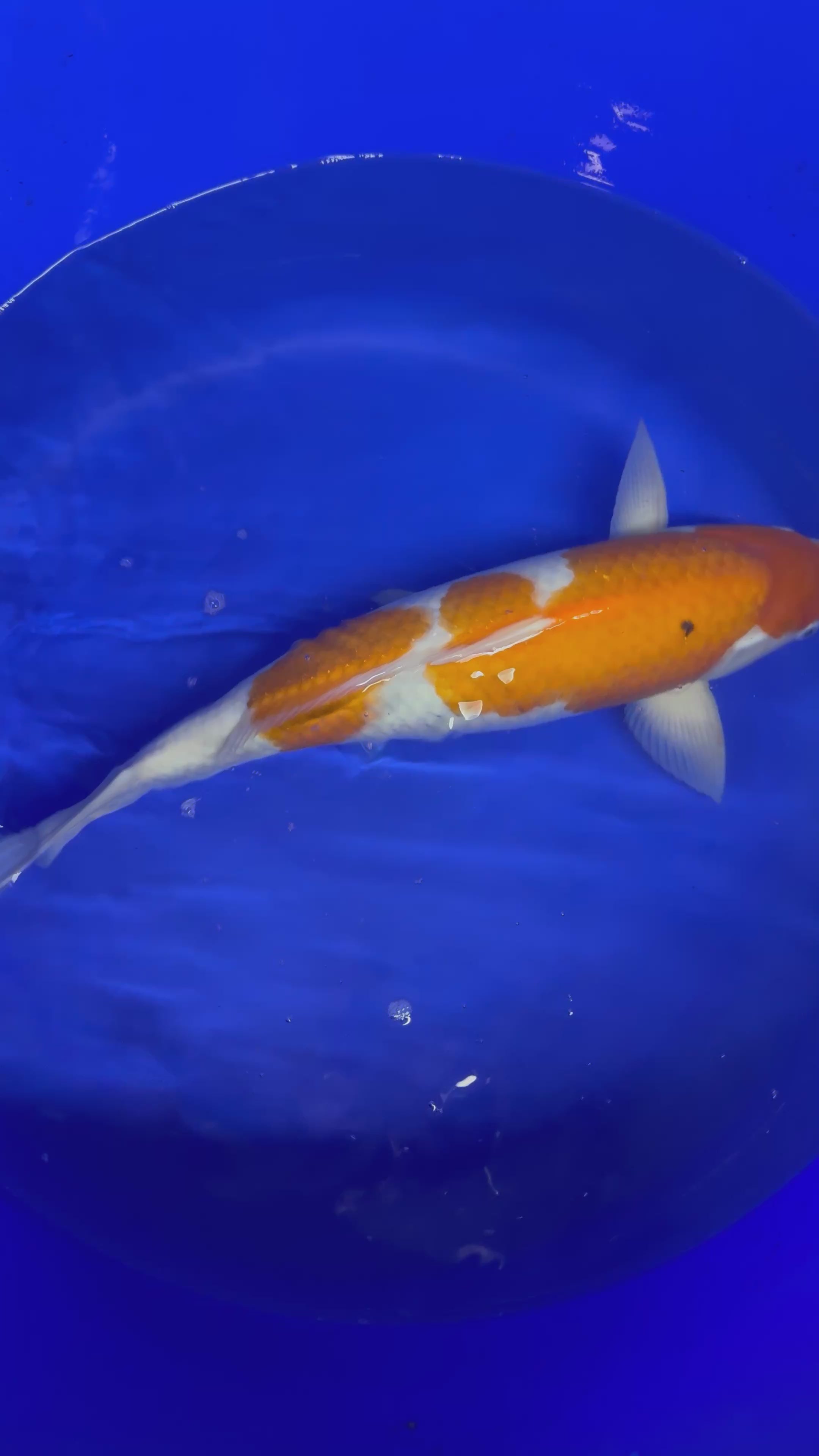 Japanese Matsue Kohaku 45-50cm