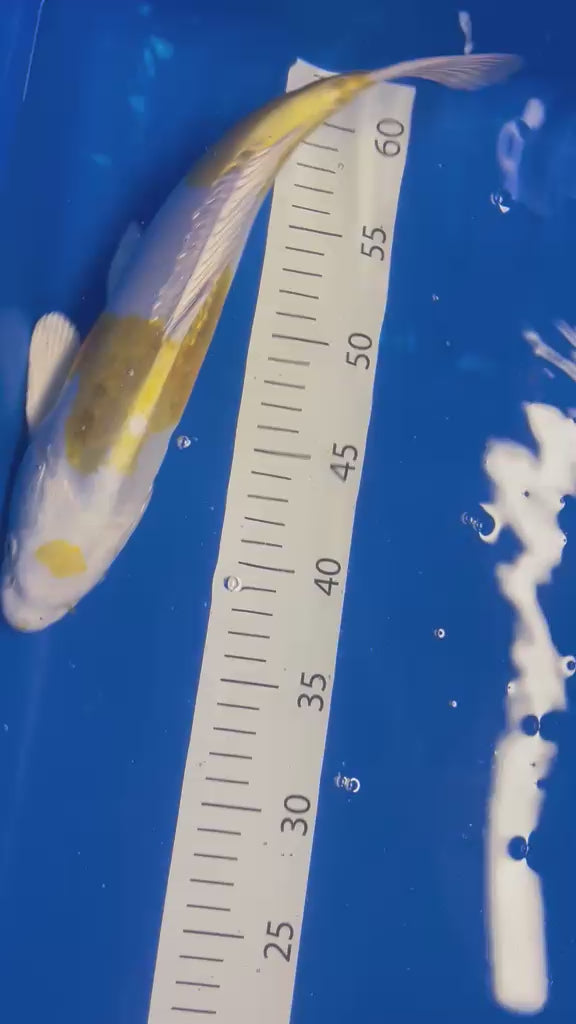 35cm Lemon Hariwake