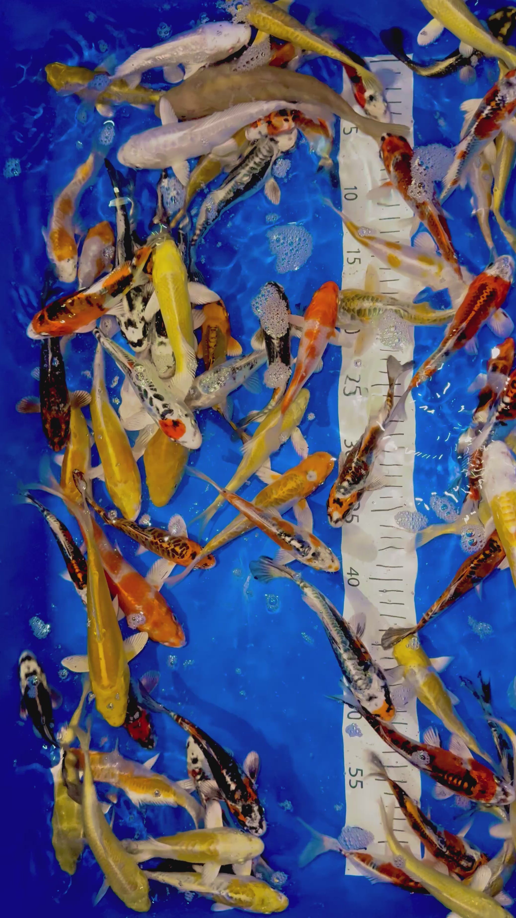 12-15CM HQ JAPANESE KOI YAMASAN KOI FARM (AVAILABLE 4TH APRIL)