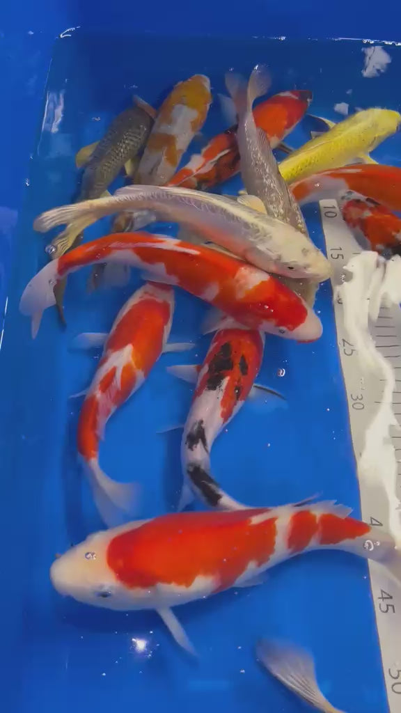 10-12” (25-30cm) Japanese koi