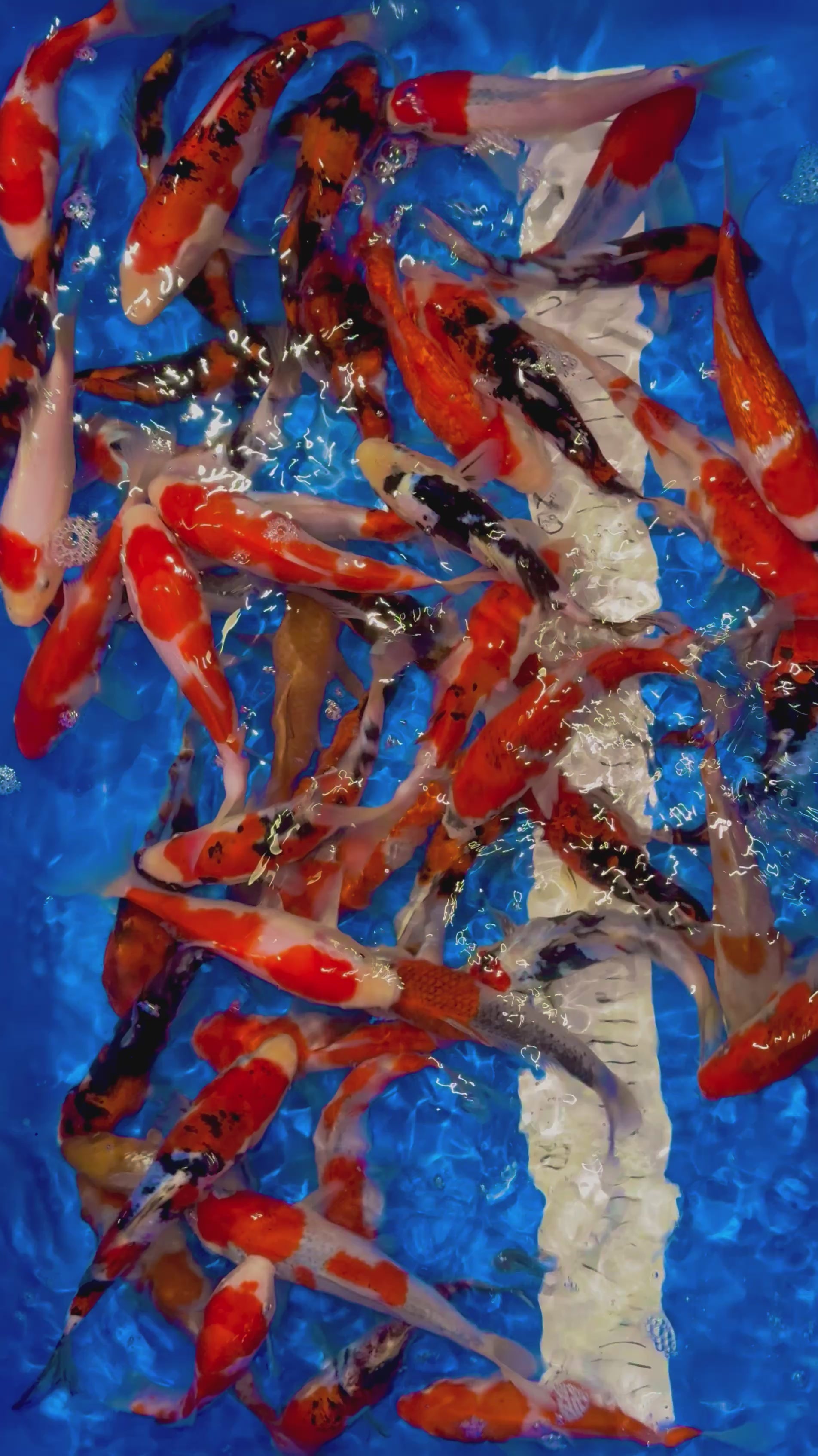 15-18CM JAPANESE HIROI KOI (READY APRIL 4TH)