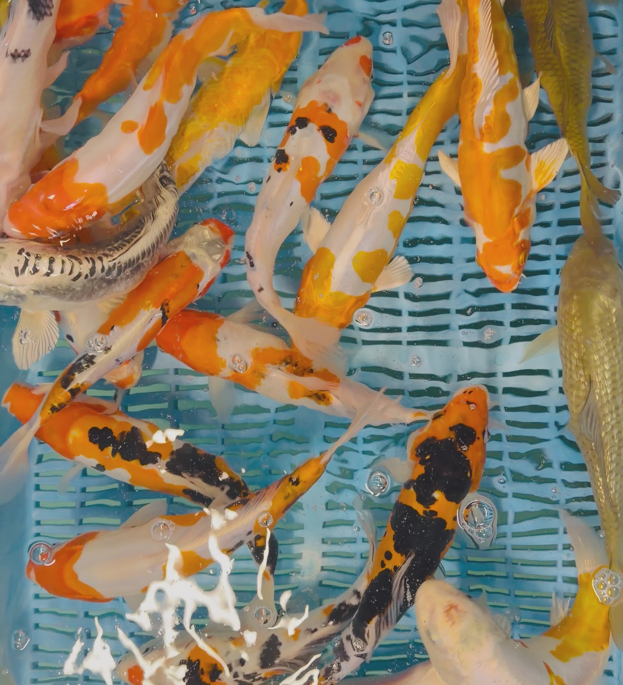 10-12” Koi Selected Grade