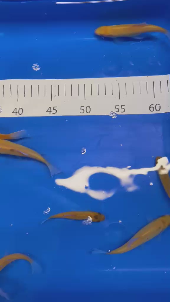 4-5” (10-12cm) Golden Tench