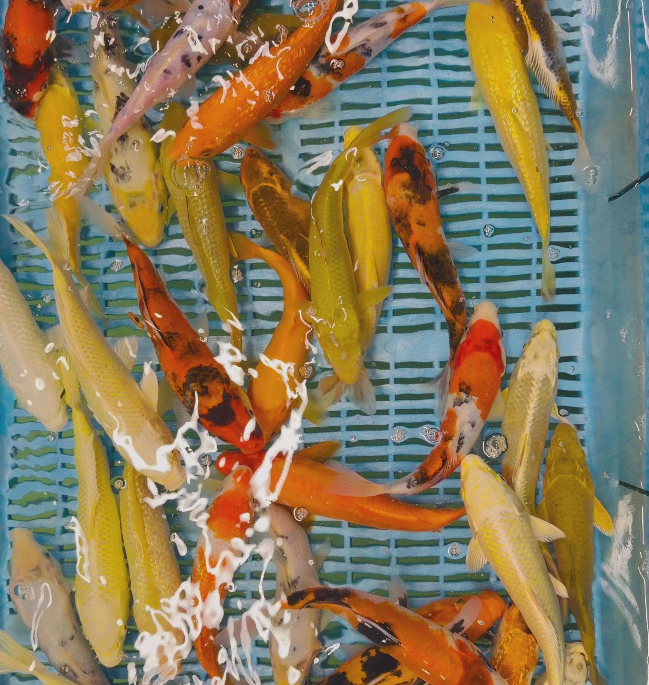 8-10” Koi Mix