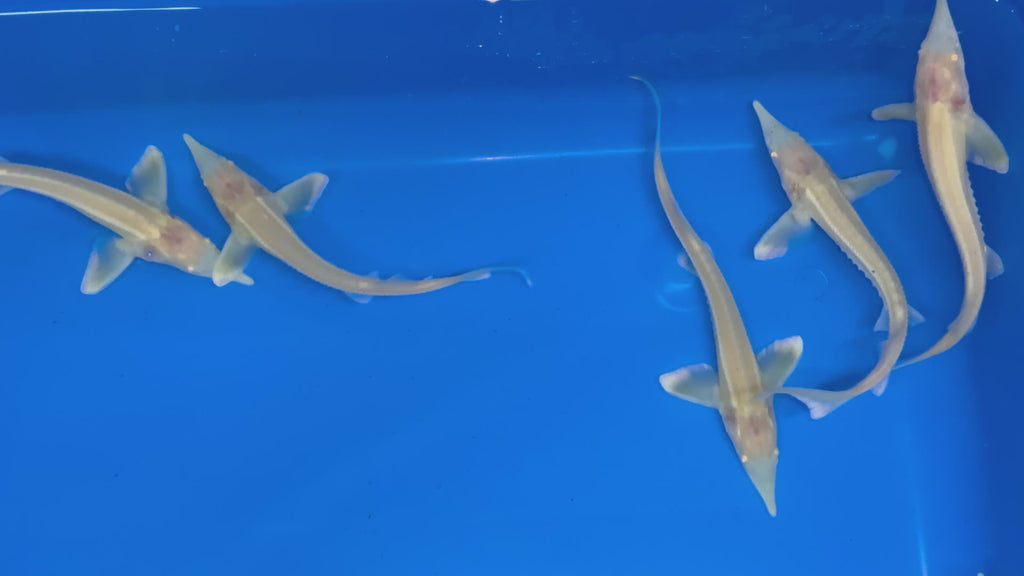 5-6” Albino Sterlets