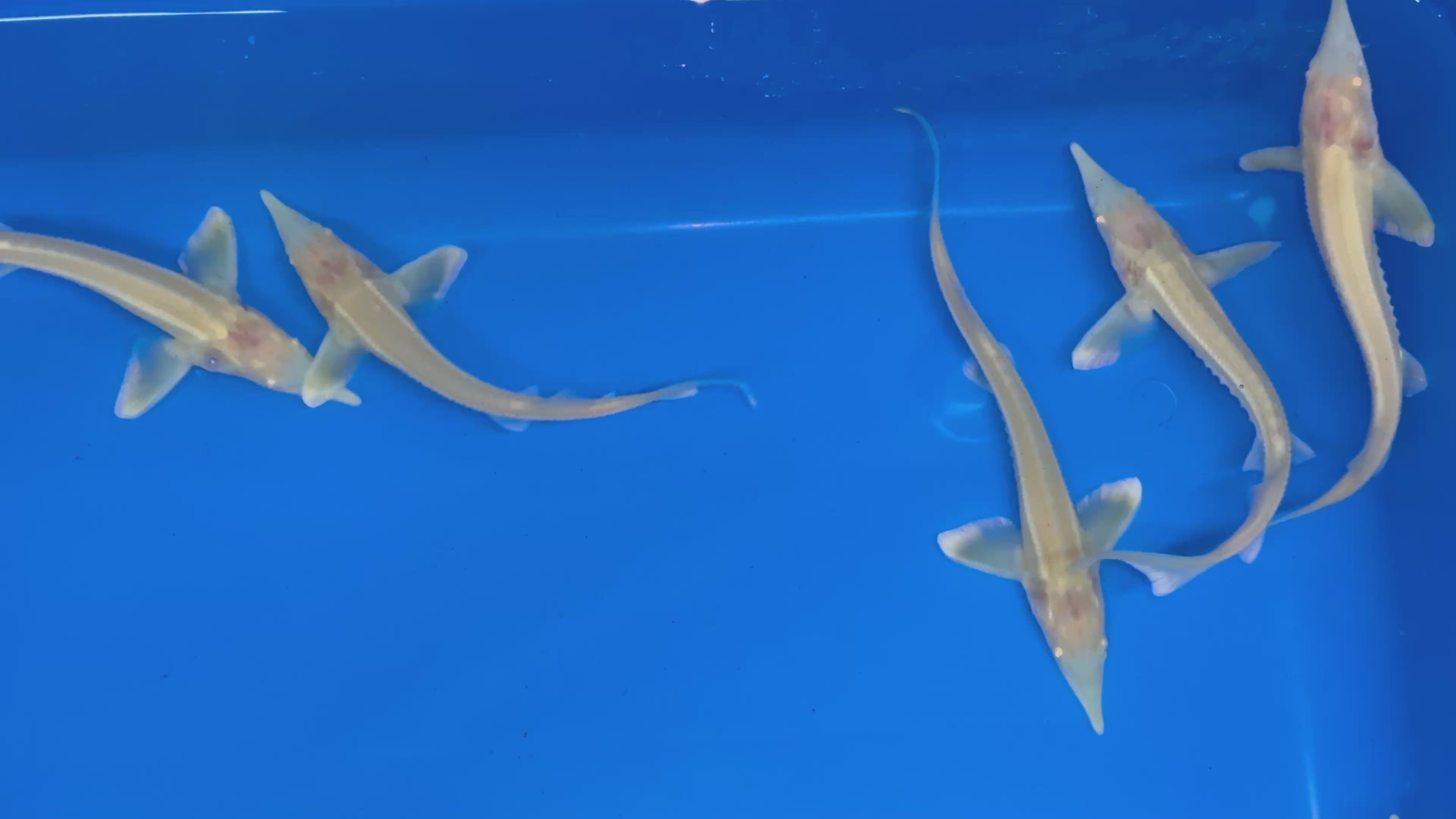 5-6” Albino Sterlets