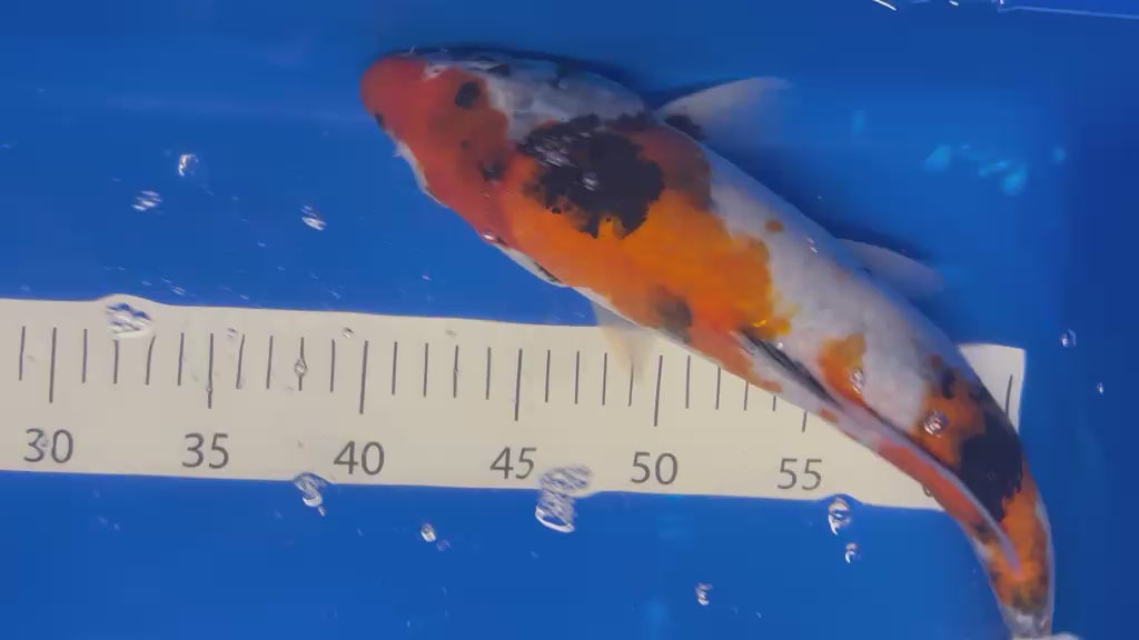 32cm Yoshikigoi Sanke