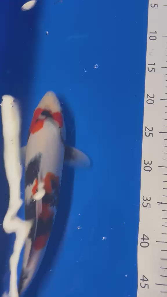 35cm Showa