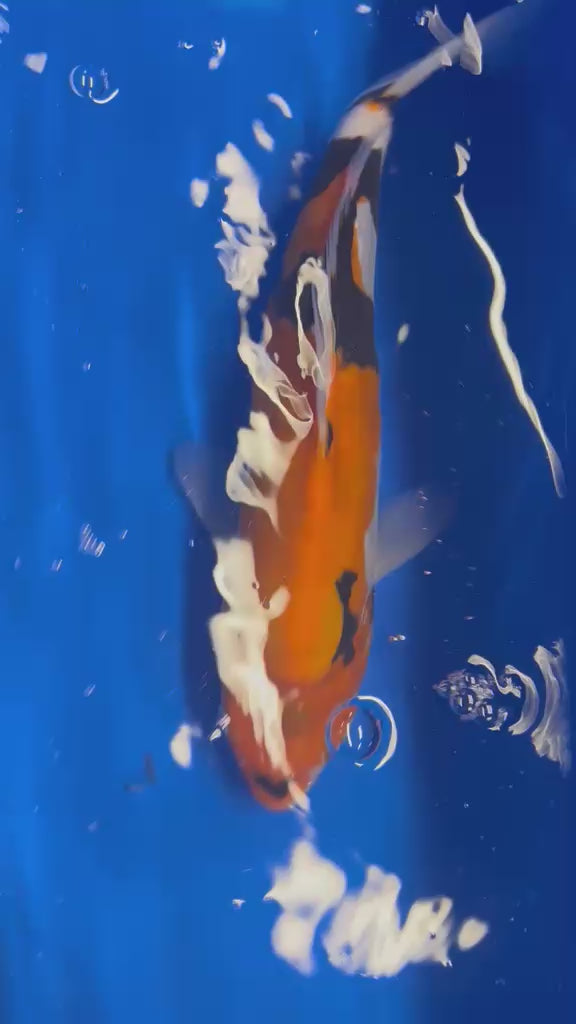 35cm Doitsu Sanke