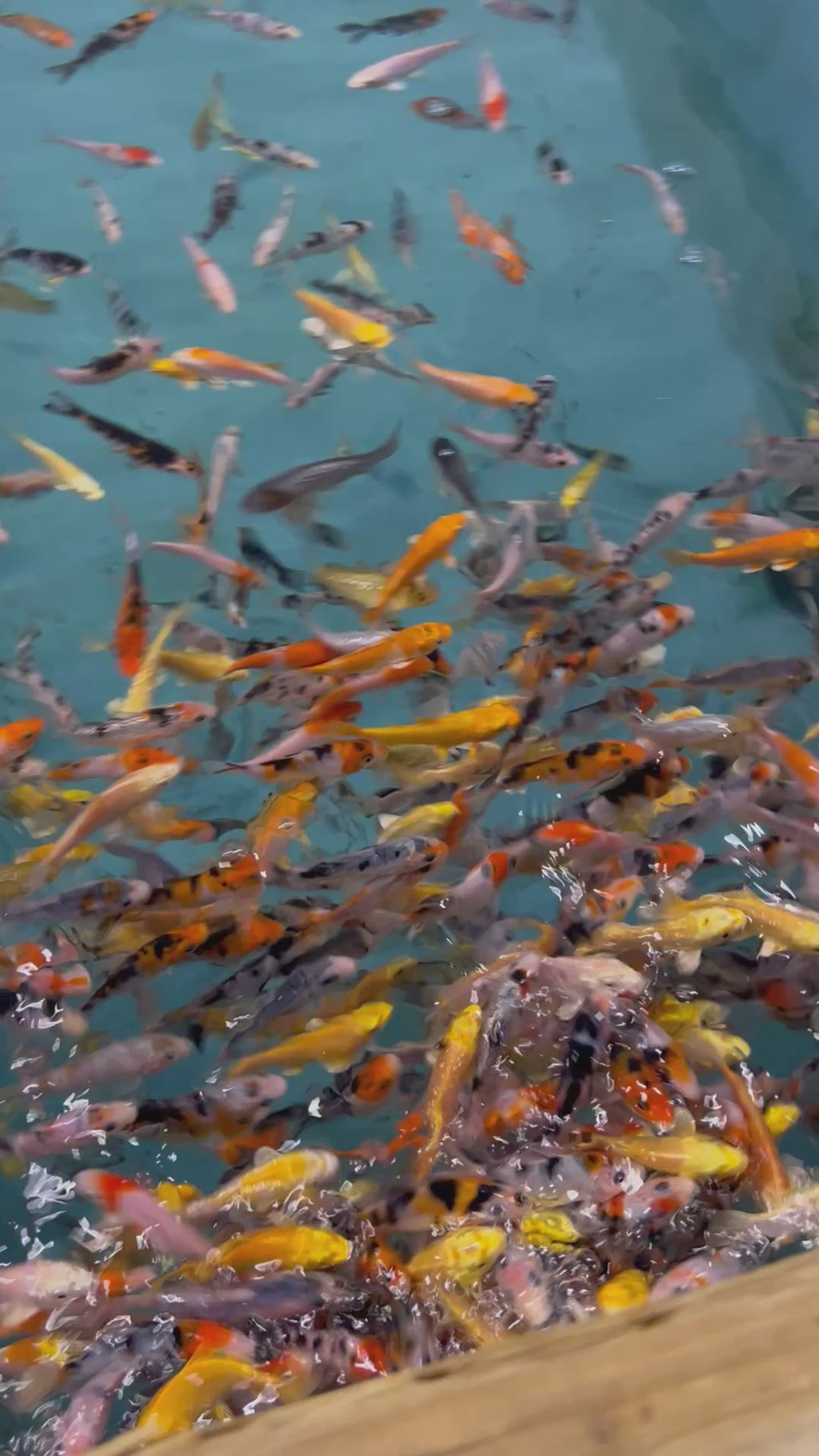 8-10CM KOI MIX + UP TO 5 FREE KOI
