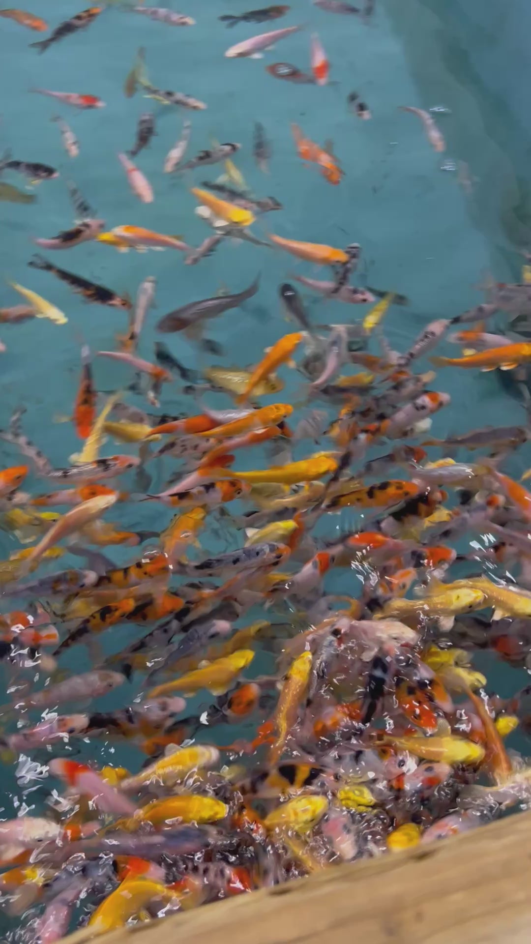 8-10CM KOI MIX + UP TO 5 FREE KOI