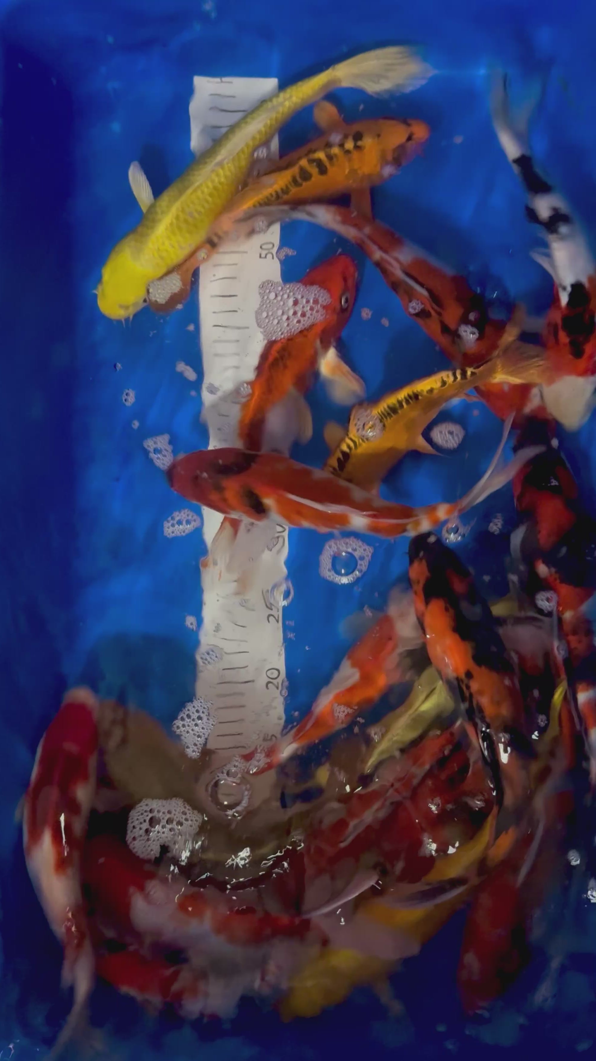 23-28CM JAPANESE KOI MARUSEI (AVAILABLE 4TH APRIL)