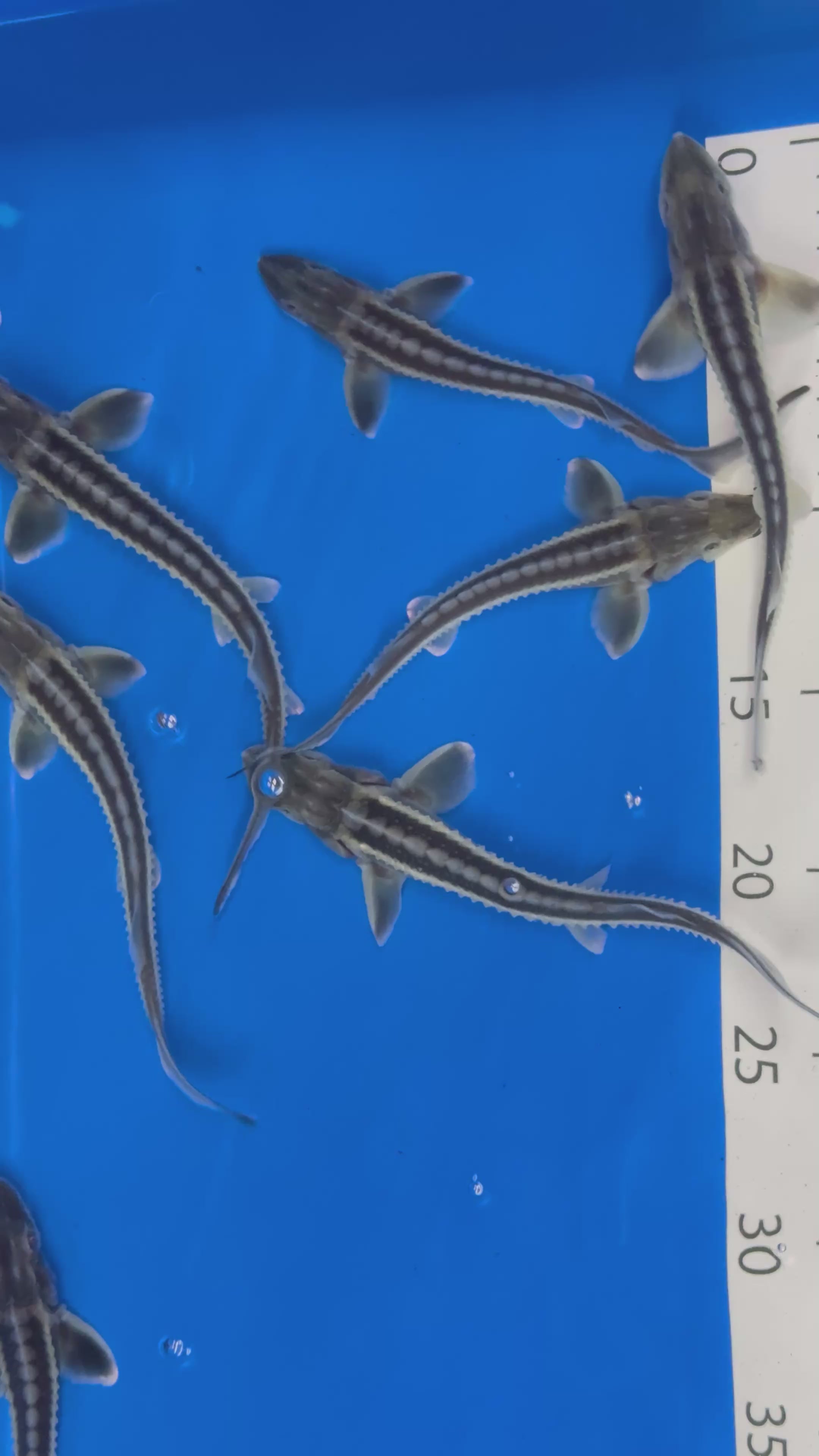 6-8” Diamond Sturgeon