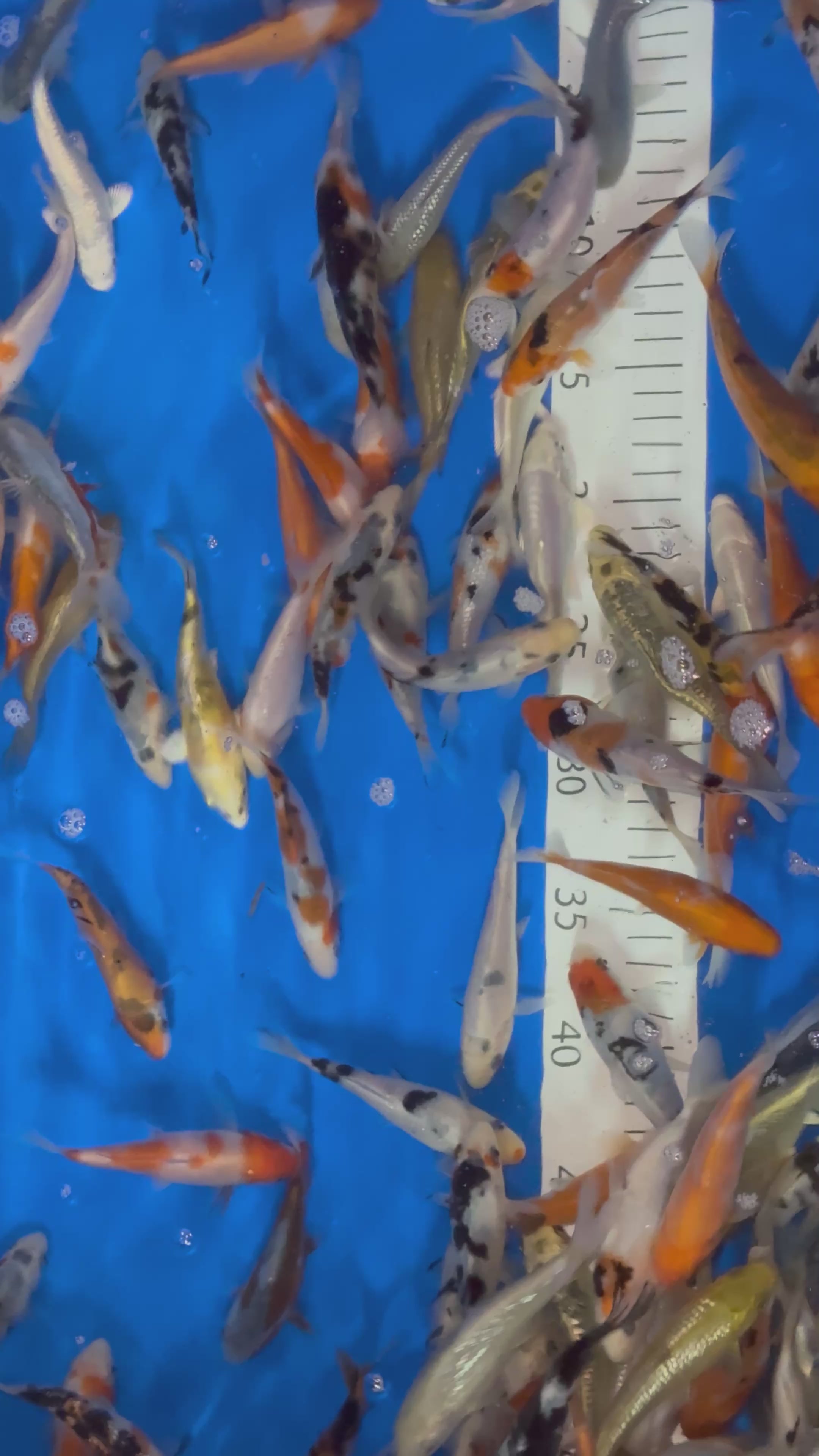 4-5” Koi Mix