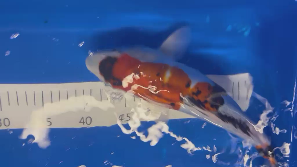 35cm Doitsu Sanke