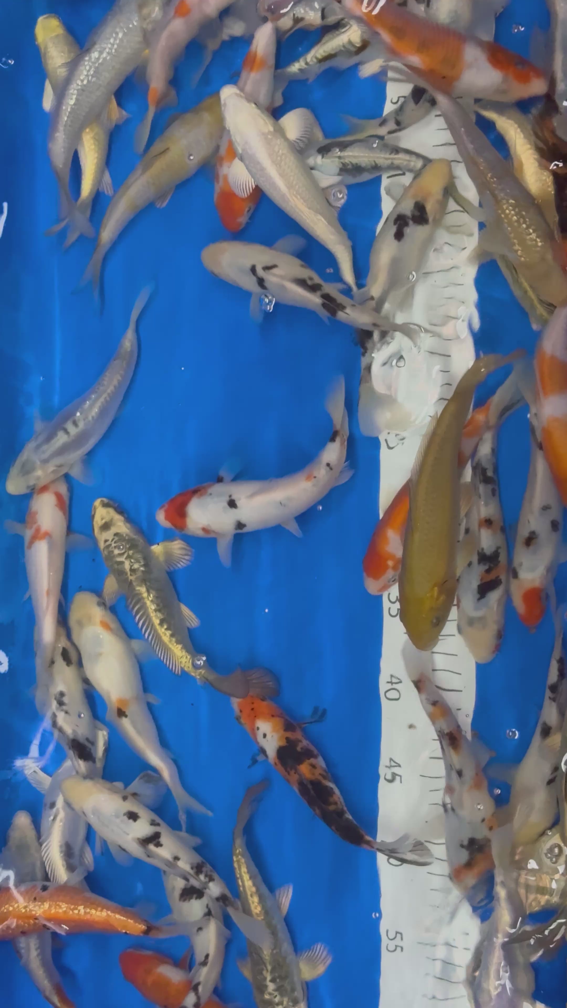 6-7” Koi Mix